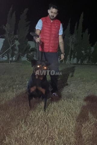 Wannasa of tt primo gang