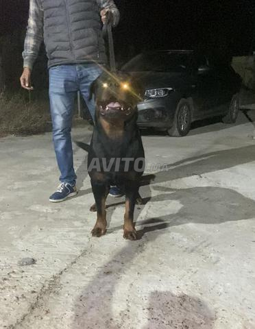 Wiggo of tt primo gang