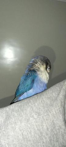 طيور حب مدربة تدريبا جيدا ديال الدار