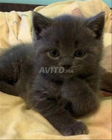 قط رمادي أزرق صغير ممتاز