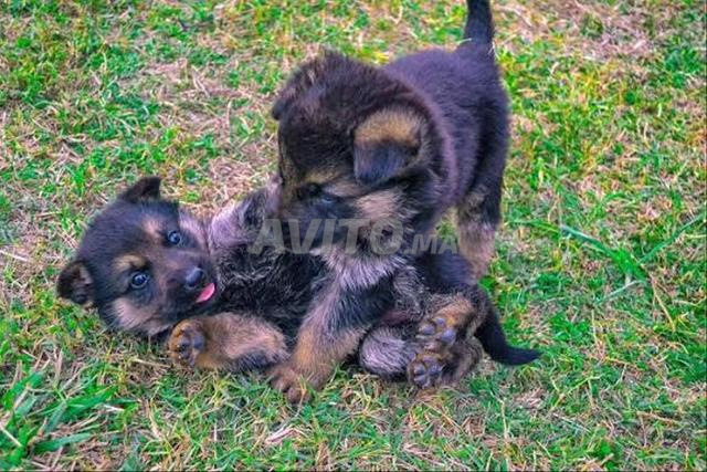 جرو كلب بيرجي ألموند