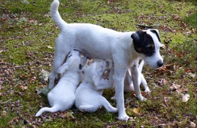 جرو جاك راسل