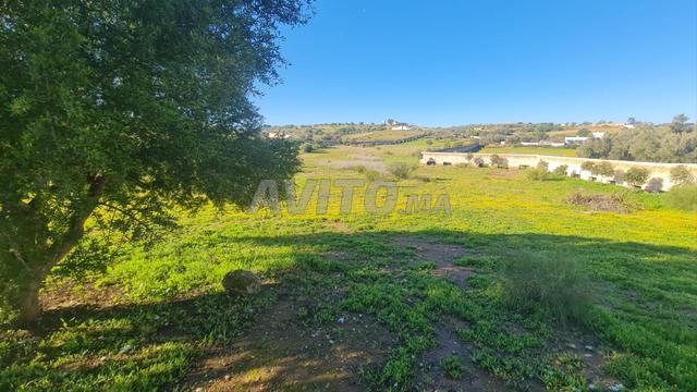 أرض مسجلة 1 هكتار مع AVNA حد درا