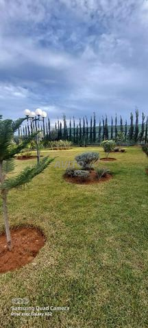 مزرعة للبيع بن سليمان هكتار 20 شجرة مخلطة