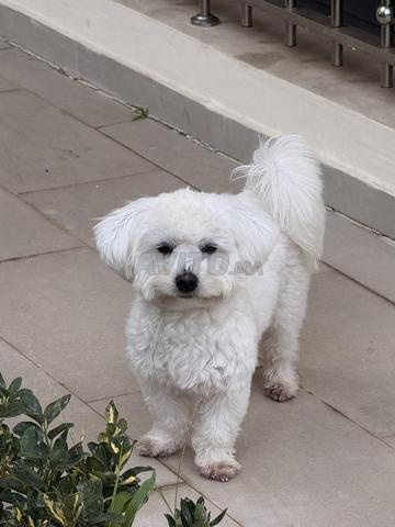 بيشون مالطية ذكر