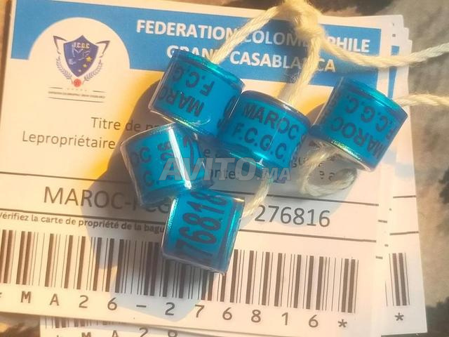 حلقات للحمام 2026 مع البطاقات