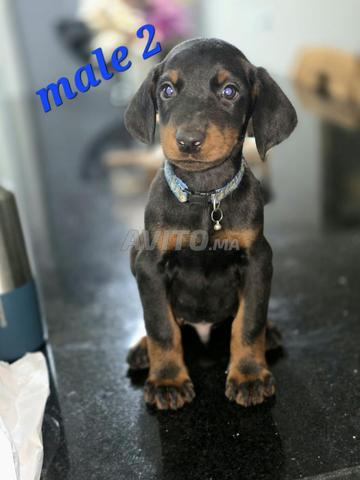 كلاب دوبرمان استثنائية بعمر شهرين متاحة