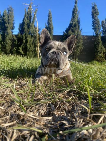 ذكر بولدوج مميز جدا