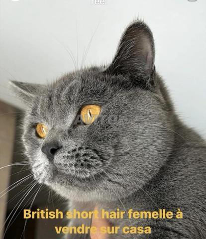 قطة بريطانية قصيرة الشعر رمادية أنثى عمرها سنتان