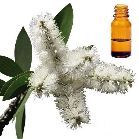 زيت النياولي الأساسي