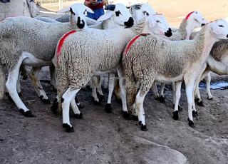 Annuelle Serdia mliha dhara mliha