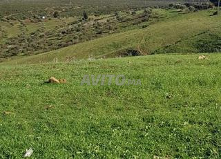 أرض للبيع جماعة السوق القديم تطوان
