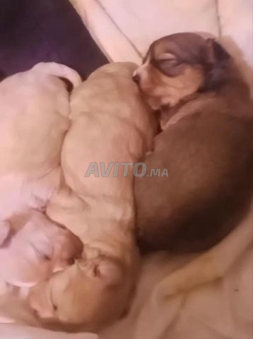Caniche 2 mois