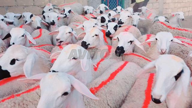 حولية صردية ضارة مليحة للبيع