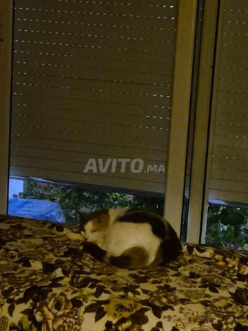 Des chats à adopter