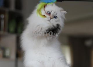 ذكور بريتش لونغ هير مع شهادة نسب wcf الأب بطل