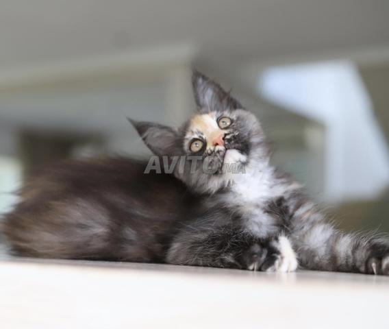 Chaton Maine Coon avec pedigree wcf - 2