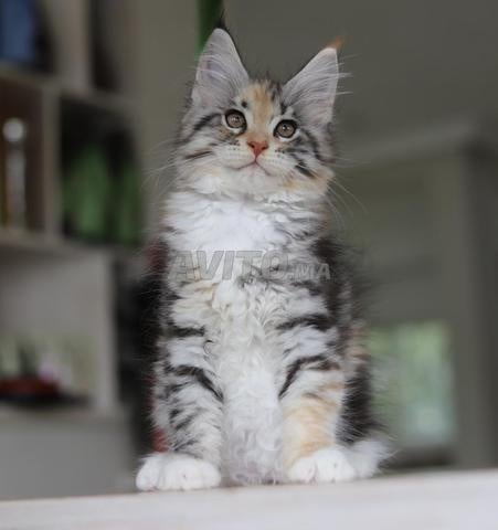 قطط مين كون مع شجرة عائلية WCF