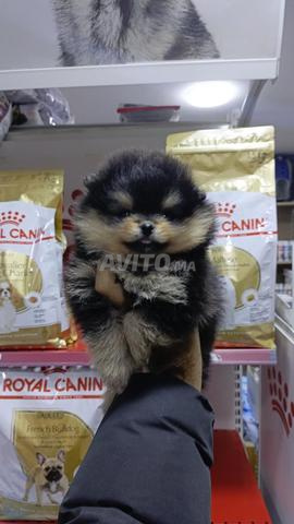 ذكر سبيتز قزم - 2