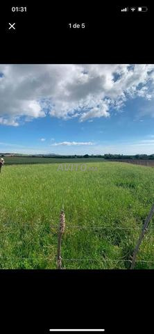 🌳 ارض فلاحية وسكنية للبيع بمساحة 4000 متر مربع🌳