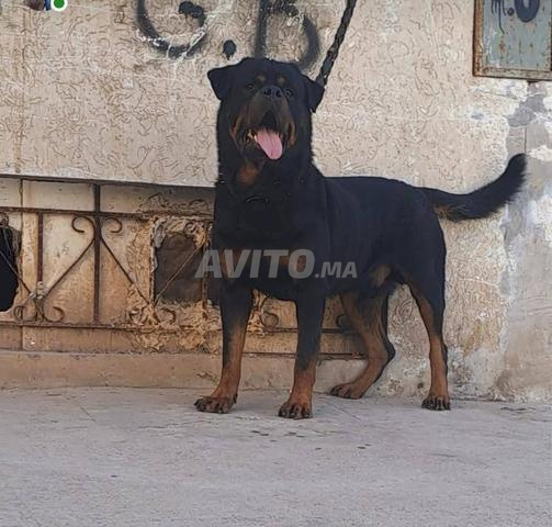 للبيع ذكر روت وايلر حر مليح تبارك الله