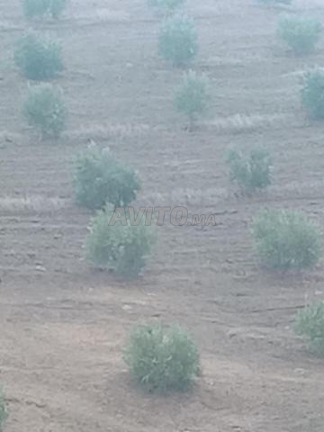 33 hectares plantés d'oliviers à seulement 8 millions, région de Khémisset - 2