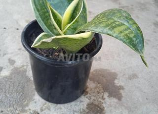 Plante Dracaena trifasciata à vendre