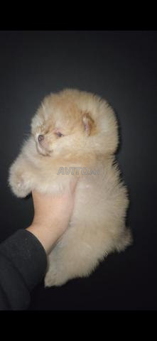 كلب صغير ألماني