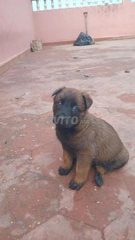 مالينو مفحم عمره شهرين