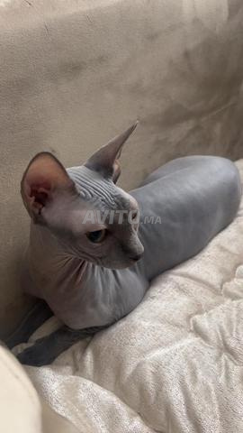 قط Sphynx للبيع التواصل عبر واتساب فقط