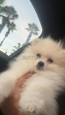 كلب سبيتز قزم مطعم