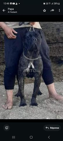 cane corso