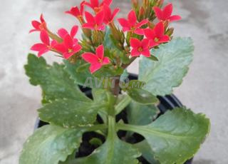 Plante Kalanchoe crenata à vendre