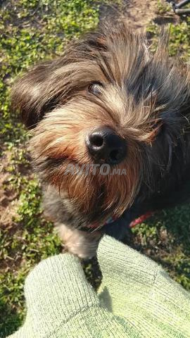 كلب يوركشاير أنثى