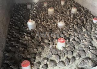 سمان / بيض السمان بلدي بيو