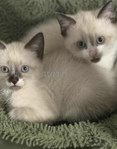 mignons chatons snowshow