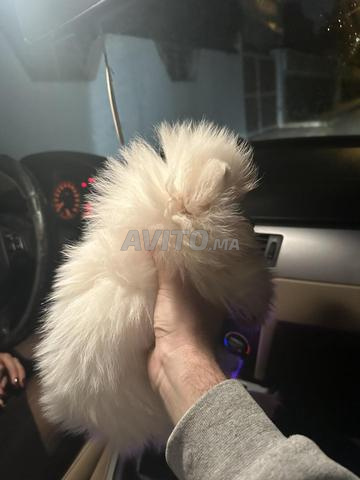 جراوى سبيتز قزم مطعمة اباء نسب