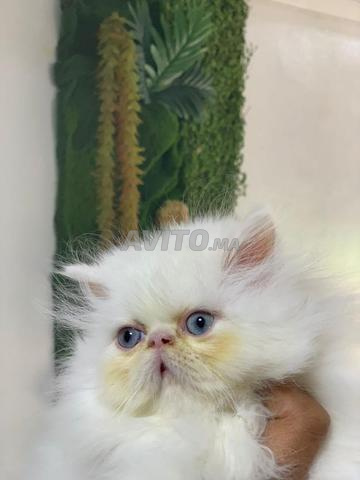 قطة صغيرة فارسية