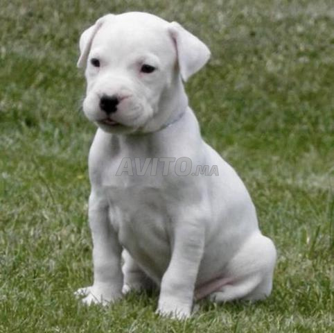 جراء دوغو أرجنتينو