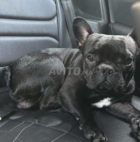 بولدوج فرنسي