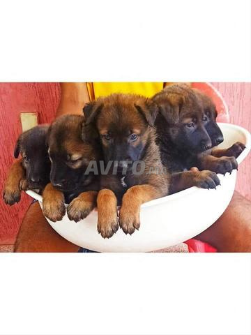 كلب الراعي الألماني الرمادي