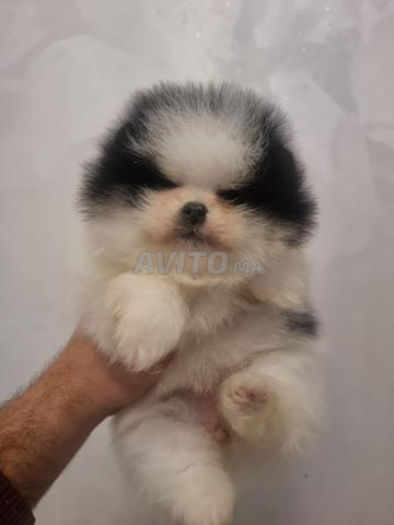 أنثى سبيتز بوميرانيان باندا