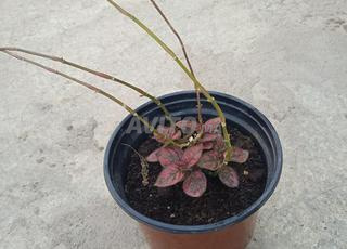 نبتة Hypoestes phyllostachya للبيع