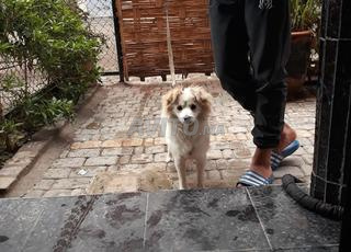 كلب كانيش سبيتز