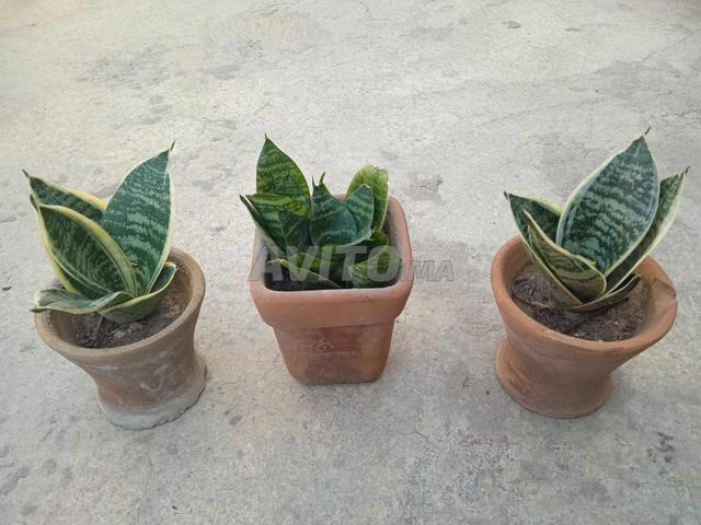 نبتة Dracaena trifasciata للبيع