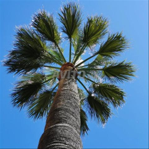 نخيل واشنطنيا بالغ 10 أمتار - مجموعة 50 - تيط مليل