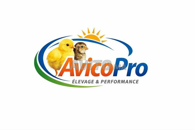 🐣 AVICO PRO - متخصص في صيصان اليوم الواحد