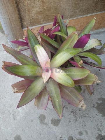 نبتة Tradescantia spathacea للبيع