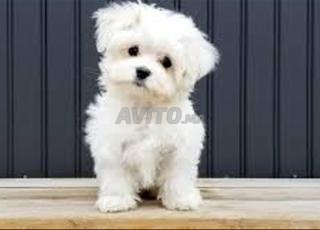 بيشون مالطية