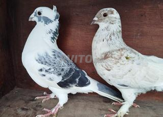 حمام بحالة جيدة